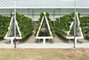 Hydroponic Greenhouse