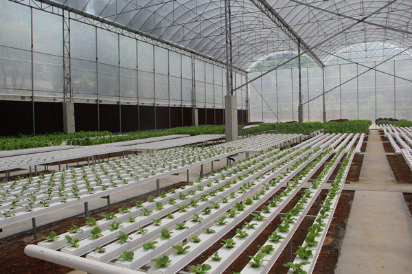 Film Greenhouse