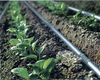 Tunnel Greenhouse