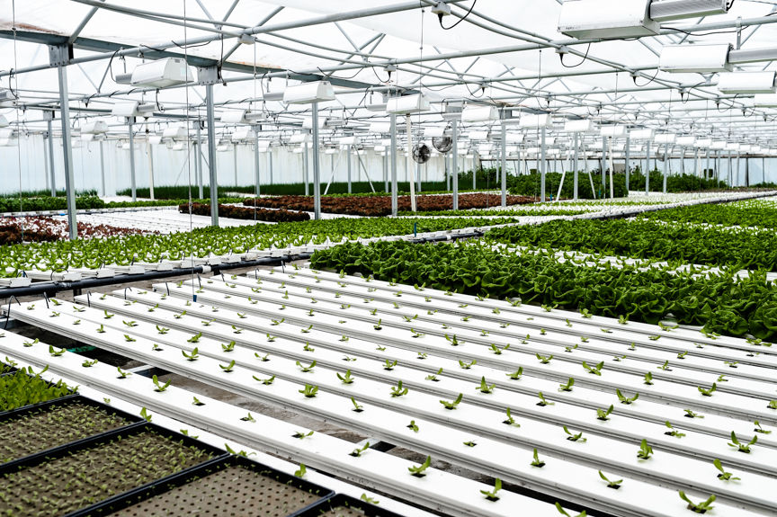 Hydroponic Greenhouse