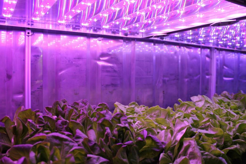 CONTAINER PLANT FACTORY04