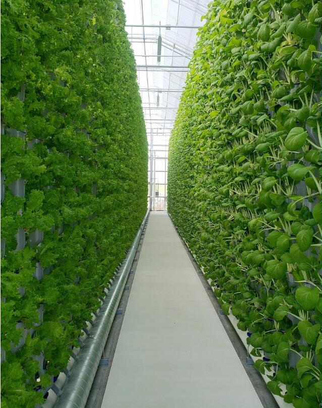 Hydroponic Greenhouse