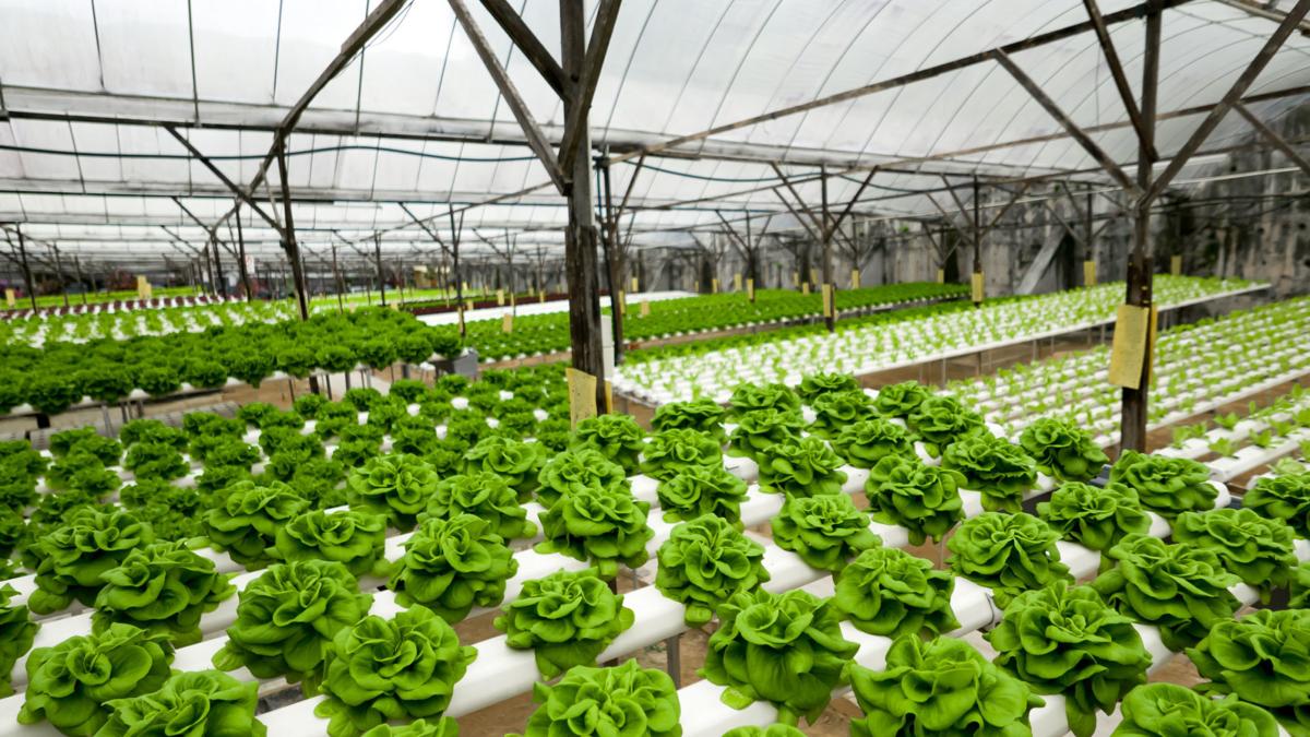 Hydroponic Greenhouse