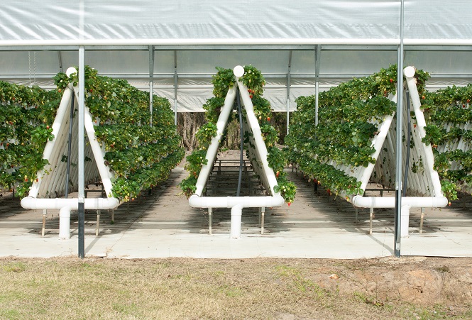 Hydroponic Greenhouse