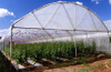 Tunnel Greenhouse